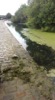 Image 2 of 7 : This is the duckweed after